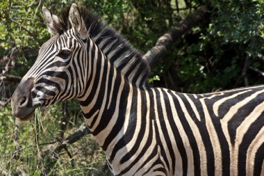 Zebra in a national park clipart