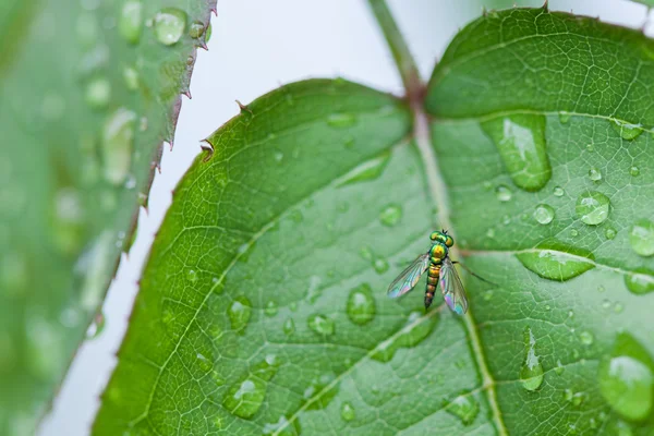 stock image Green Long Legged Fly