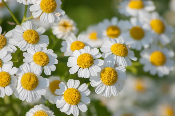 Feverfew Royalty Free Stock Images