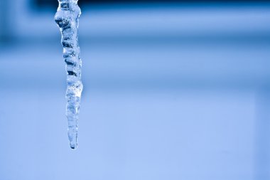 Icicle portre