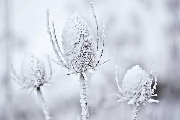 Snow Covered Teasel — Stock Photo, Image