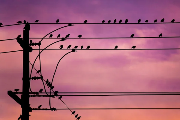 Uccelli su filo — Foto Stock