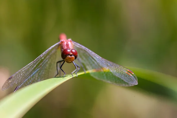 Libelle auf einem Blatt — Stockfoto