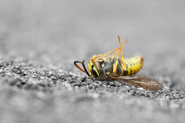 Dead Wasp Stock Photo