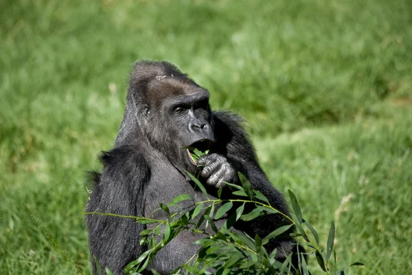 Gorilla étkezési Stock Fotó