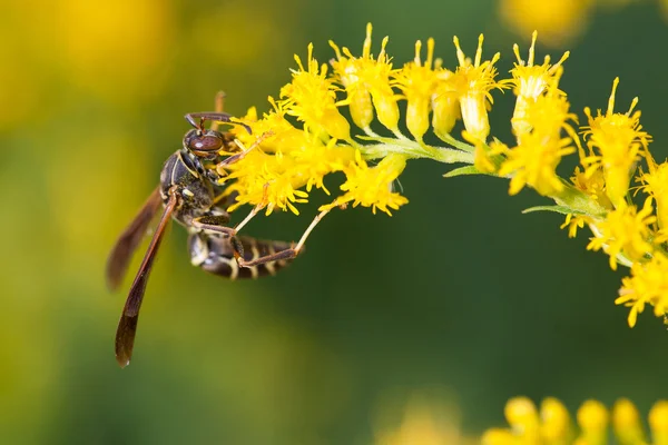 Wasp on Goldenrod Royalty Free Stock Photos