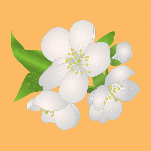 Kiraz çiçeği. vektör çizim — Stok Vektör