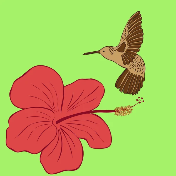 Colibrì e fiore di ibisco. Illustrazione vettoriale — Vettoriale Stock