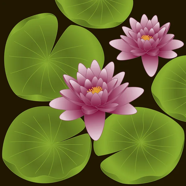 Lotus flowers. Vector illustration — Stock Vector