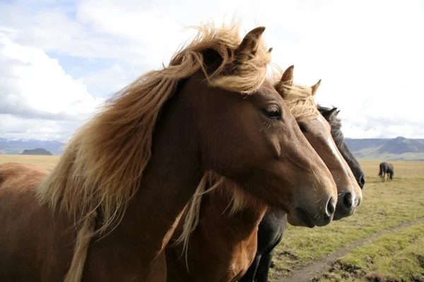 Boom paarden in een rij — Stockfoto