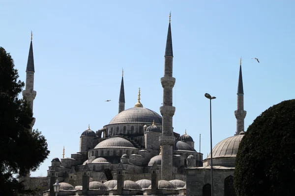 Mosquée bleue — Photo