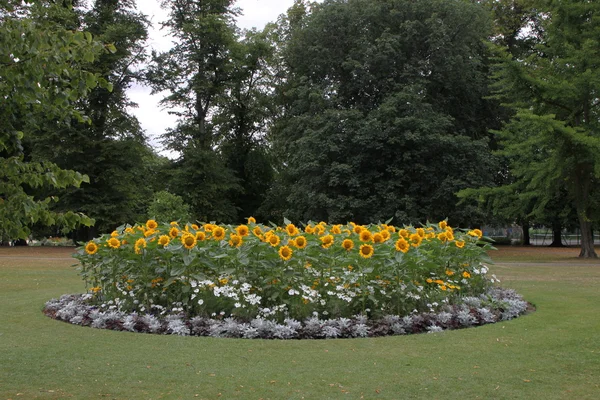 Соняшник сад — стокове фото