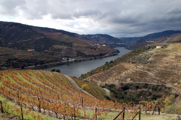 Região vinícola do Alto douro — Fotografia de Stock