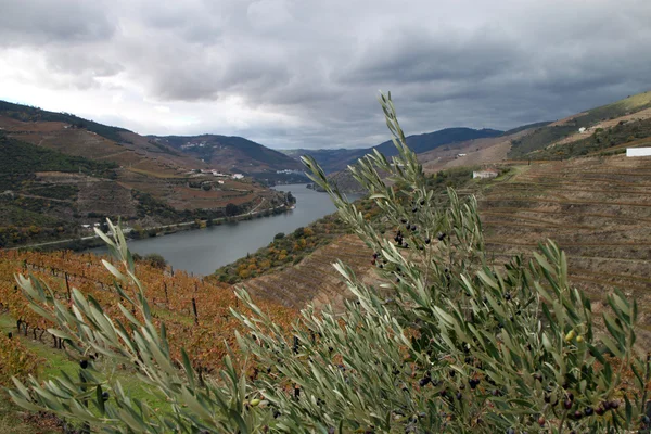 Região vinícola do Alto douro — Fotografia de Stock