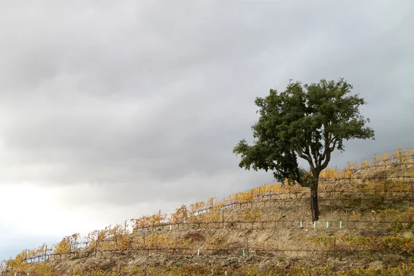 Höstens vingård rader — Stockfoto