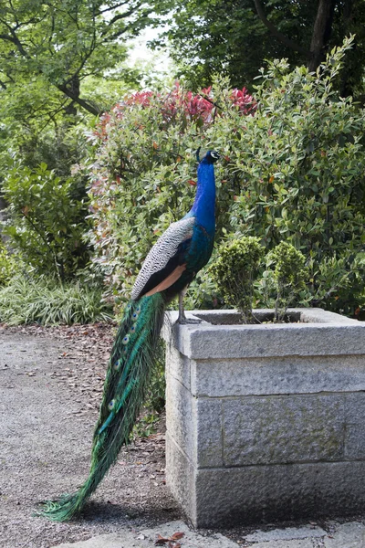 Stock image Male peacock posing