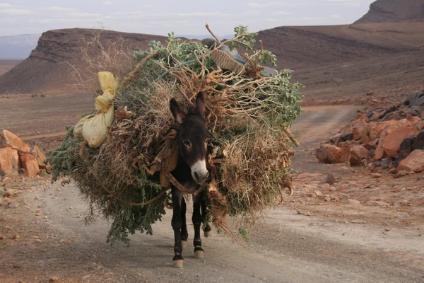 Mule em Atlas alto — Fotografia de Stock