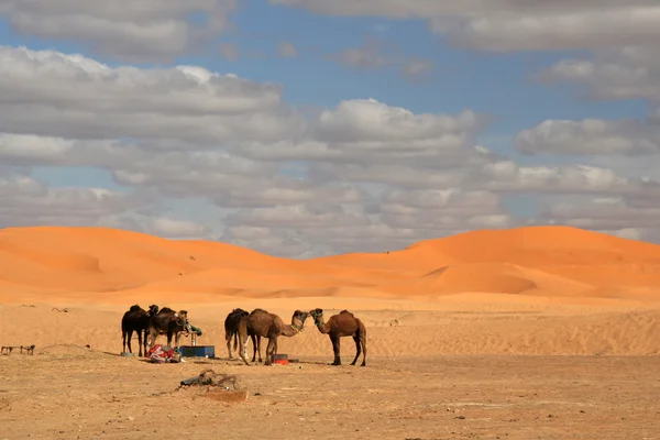 Верблюды Марокко — стоковое фото