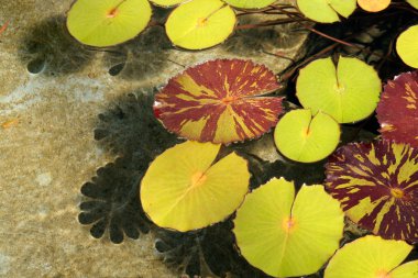 Lilypads in water clipart