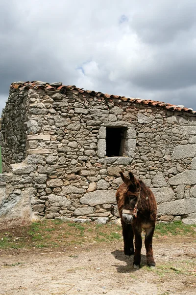 Oude traditionele huis en ezel Stockfoto