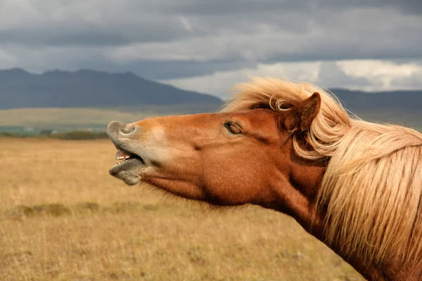 アイスランドの馬 ストック画像