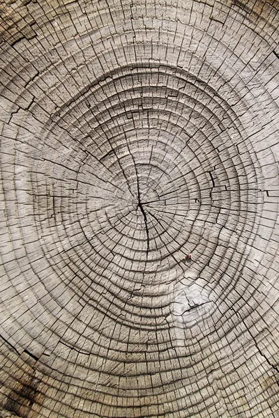 木製のカット — ストック写真