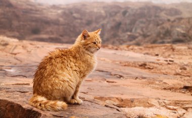 sarı kedi, jordan