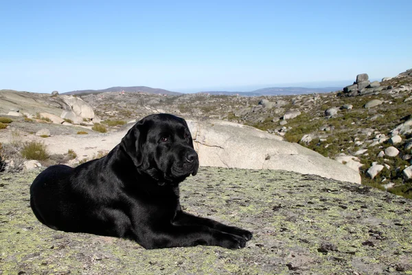 Siyah Labrador Retriever