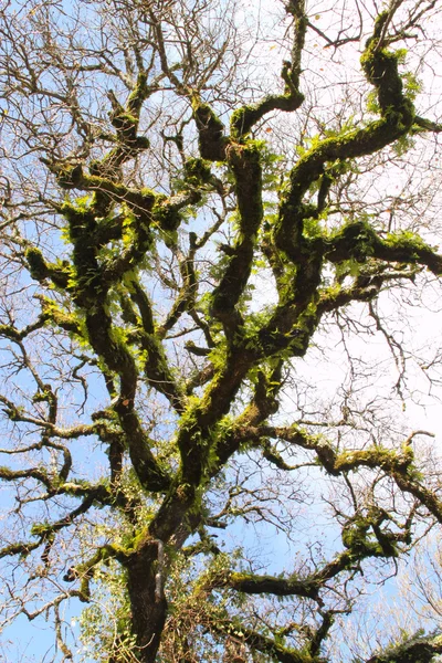 stock image Tree canopy