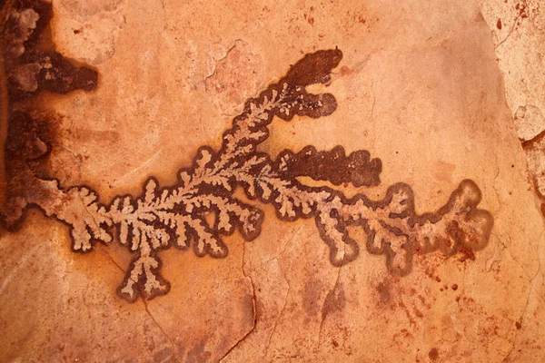 사암 협곡 형성, 페트라에 화석된 식물 — 스톡 사진