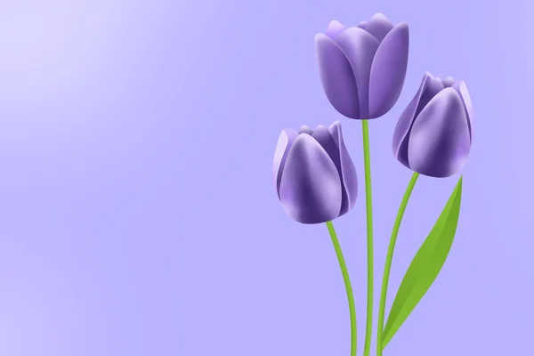 Lila tulipán Stock Kép