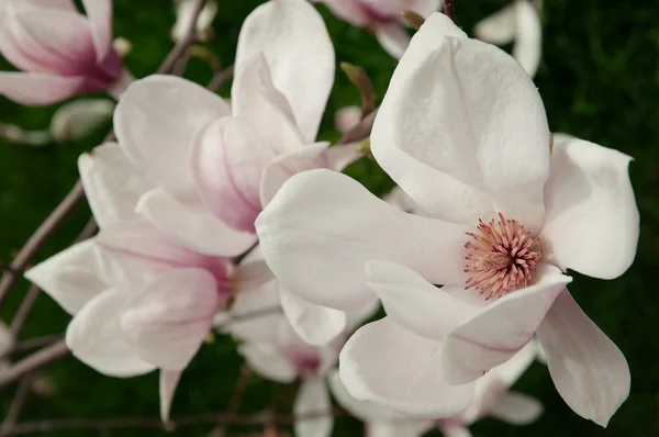 Stock image Magnolia