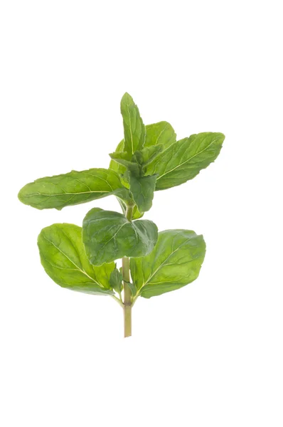 Twig of mint — Stock Photo, Image