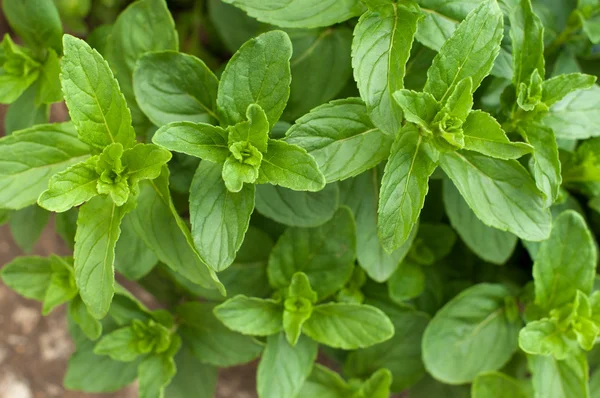 stock image Branches of mint