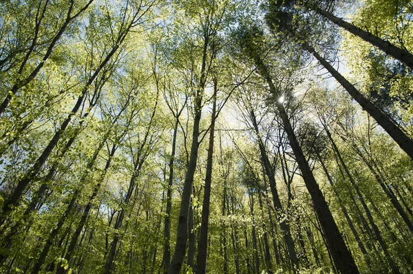 stock image Beech forest