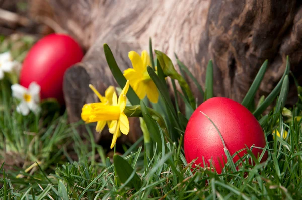Easter hunt — Stock Photo, Image