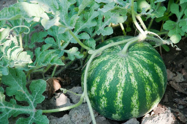 Stock image Watermelon