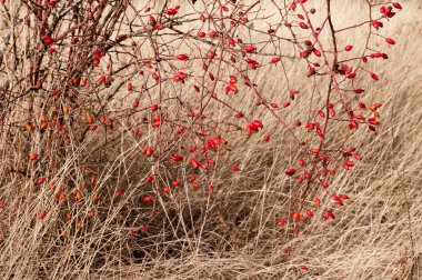 Sweetbriar Rose (Rosa Rubiginosa) Kalçalar