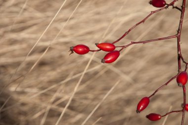 Tatlı briar Rose (Rosa rubiginosa) kalça