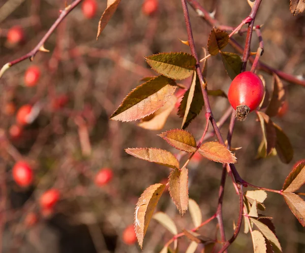 stock image Sweetbriar Rose (Rosa rubiginosa) Hips