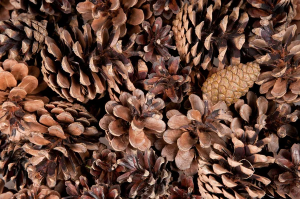 stock image Pine Cone