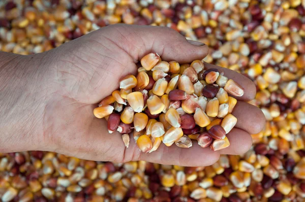 Corn seeds — Stok fotoğraf