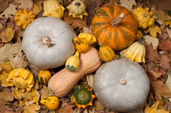 Pumpor på hösten — Stockfoto