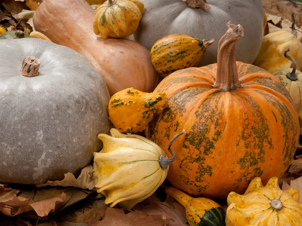 Pumpkins in the autumn — Stock Photo, Image