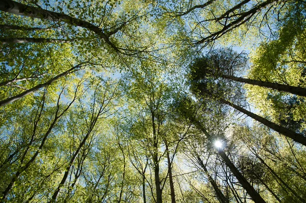 Stock image Beech forest