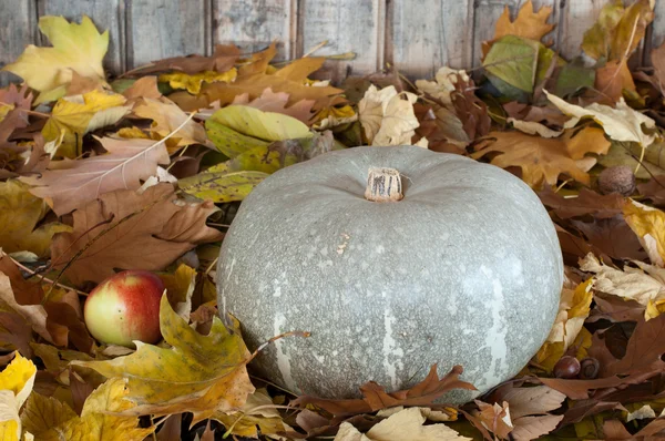Färg på hösten — Stockfoto
