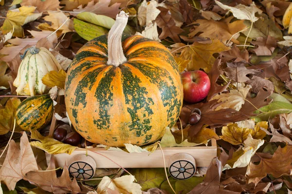 Color en otoño —  Fotos de Stock