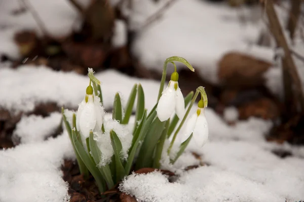 Snowdrops in the snow — Stock Photo, Image
