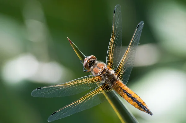 stock image Dragonfly