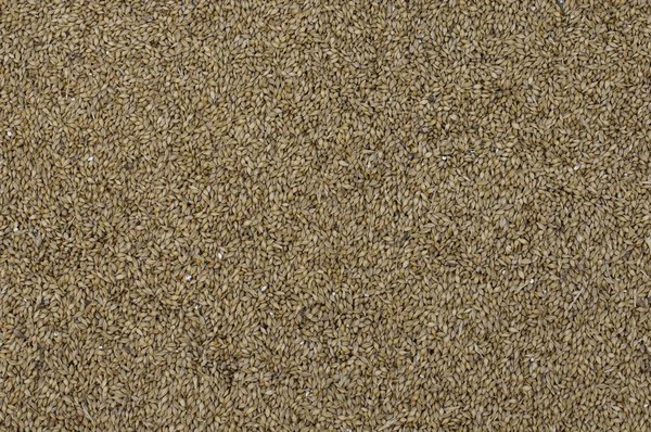 Barley seeds — Stock Photo, Image